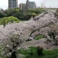 ～扇町公園～櫻花時光～