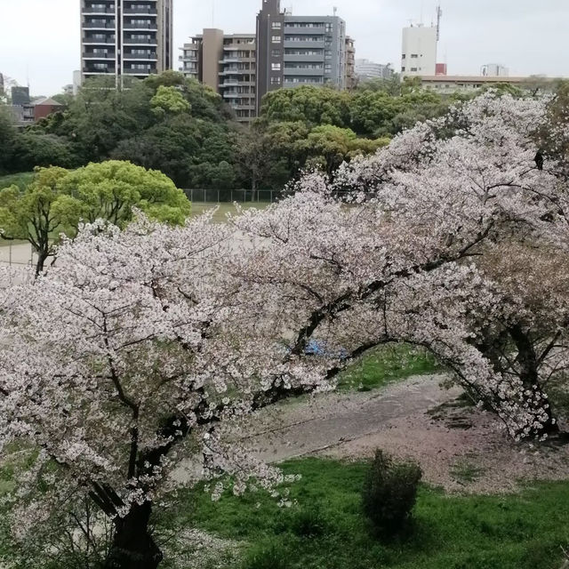 ～扇町公園～櫻花時光～