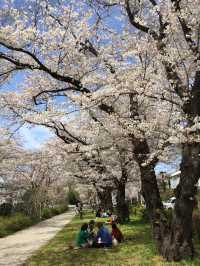 ซากุระบานที่ Negawa River เมือง Tachikawa ชิลล