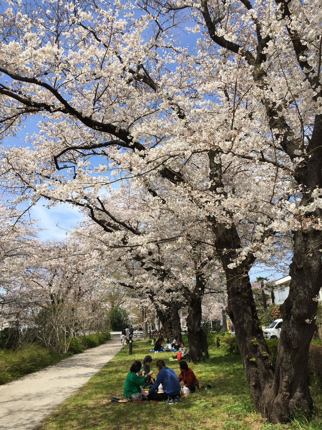 ซากุระบานที่ Negawa River เมือง Tachikawa ชิลล