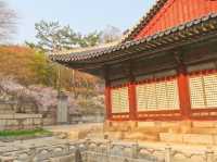 🌳봄꽃구경하며 나들이&데이트 하기 좋은 서울 창경궁🌸