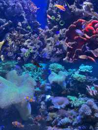 首爾水下漫遊：Coex與一山水族館一日遊🌊💞