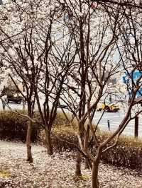 🌸 Gapcheon Neighborhood Park: A Hidden Cherry Blossom Gem! 🌸