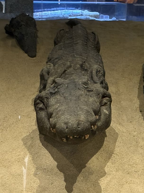 악어 미라가 있는 이집트 콤옴보 신전🐊