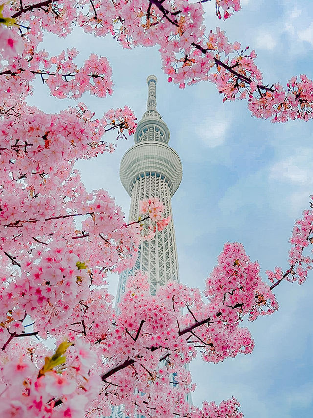 지금 도쿄에서 벚꽃을 볼 수 있는 곳 추천🌸