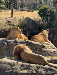 天王寺動物園一日遊：都市中的生態奇旅🦒✨