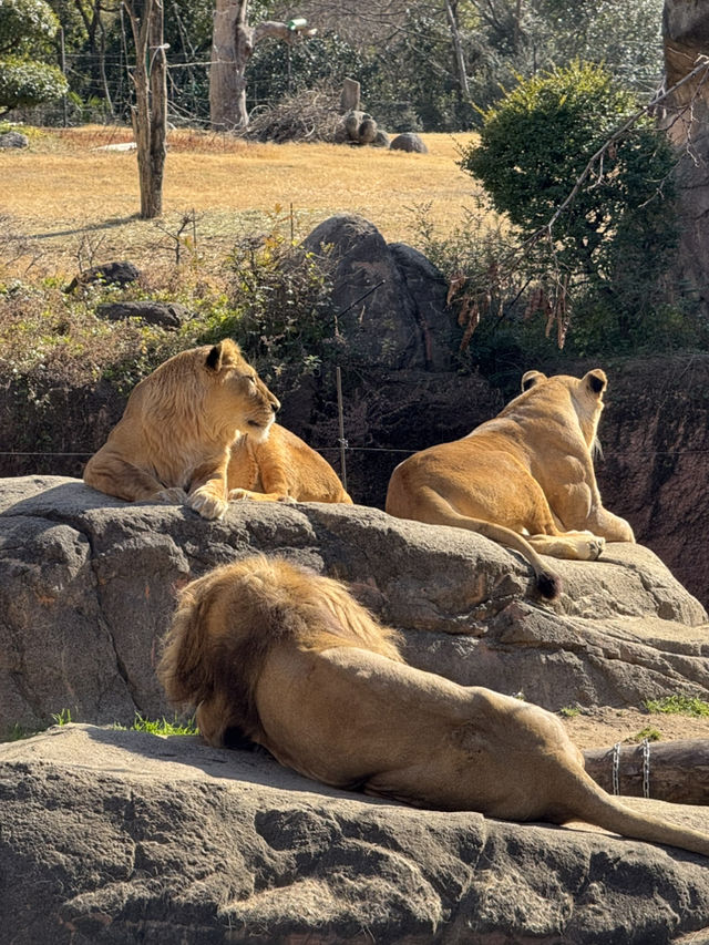 天王寺動物園一日遊：都市中的生態奇旅🦒✨