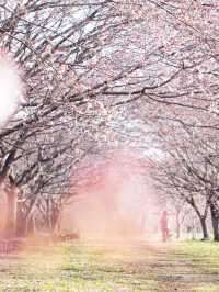 【埼玉×北浅羽桜堤公園】一足先に満開になる桜のスポット