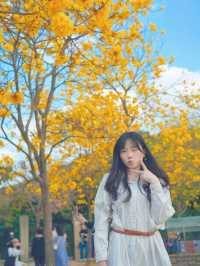  ## 香港秘境！東涌黃風鈴徑，邂逅春日限定的金色浪漫！🌼✨