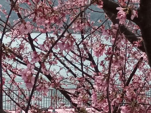 🌸 **觀景山櫻花園（赤鱲角南路）遊覽觀賞櫻花分享** 🌸