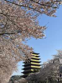 경주 벚꽃 여행 2박 3일 여행 1일차