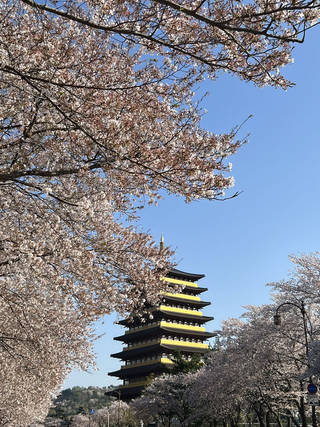 경주 벚꽃 여행 2박 3일 여행 1일차
