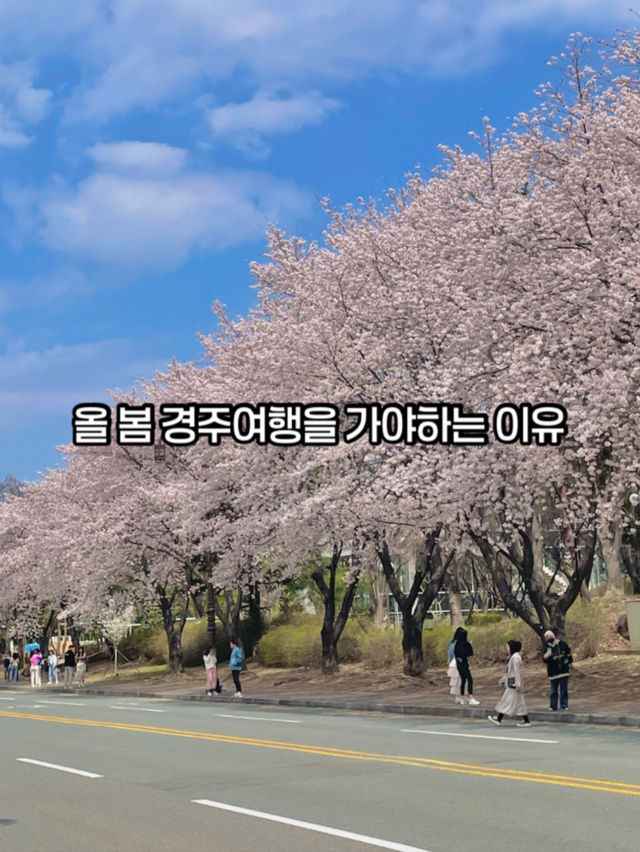올 봄 경주로 떠나야하는 이유(경주벚꽃여행코스)