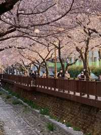 釜山櫻花盛宴：春日粉色浪漫之旅 🌸✨