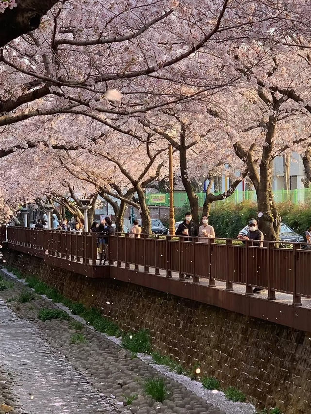 釜山櫻花盛宴：春日粉色浪漫之旅 🌸✨