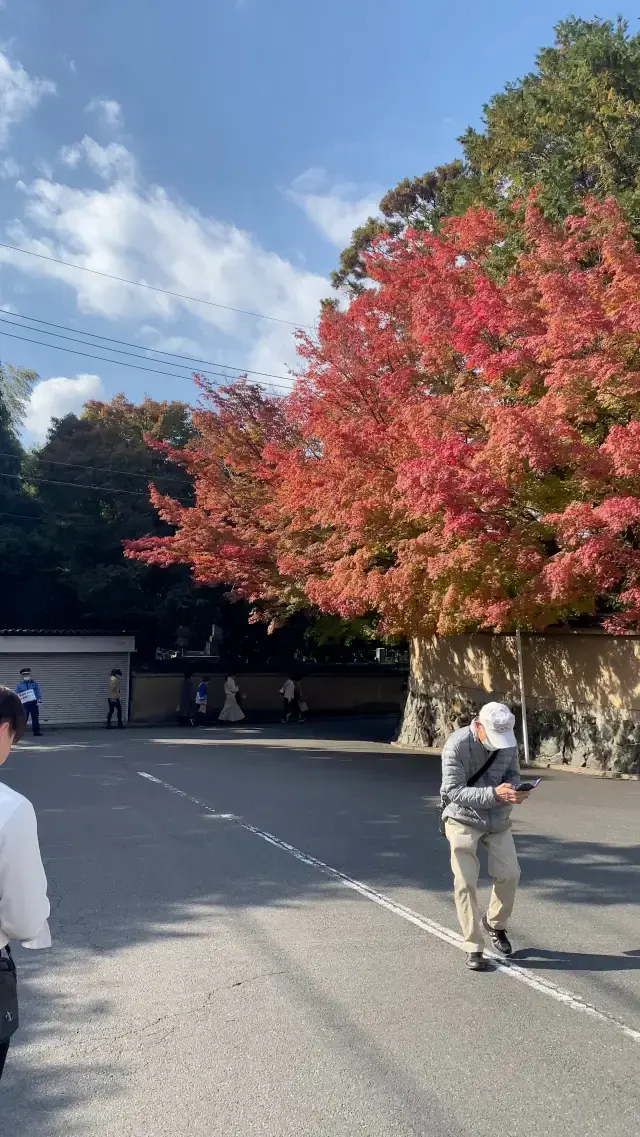 Lá phong đỏ đỉnh của chóp