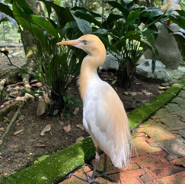 新加坡飛禽公園～鳥類的天堂