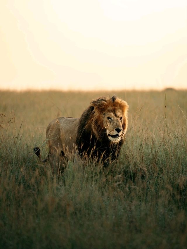 Wildlife Galore! 3 Days in the 1500km² Masai Mara!