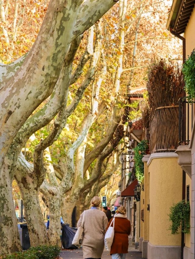 Fuxing West Road｜Gentle Serenity Beneath the Plane Trees