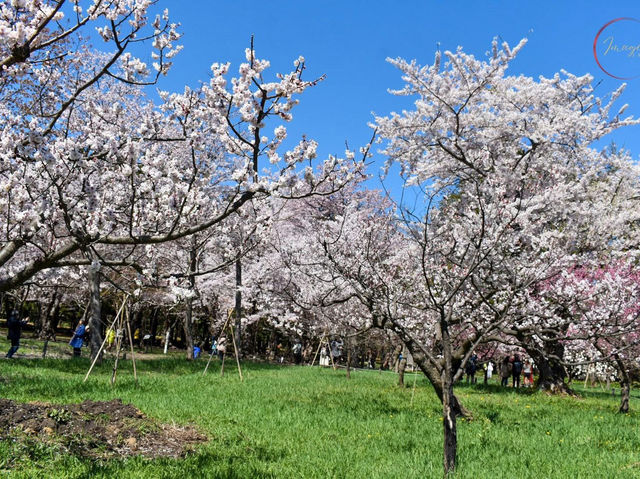 Chasing Sakura at Kyoto Maruyama Park