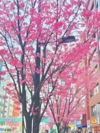 【さくら2025】行かなきゃ損！ピンク色に染った渋谷🌸🌸🌸