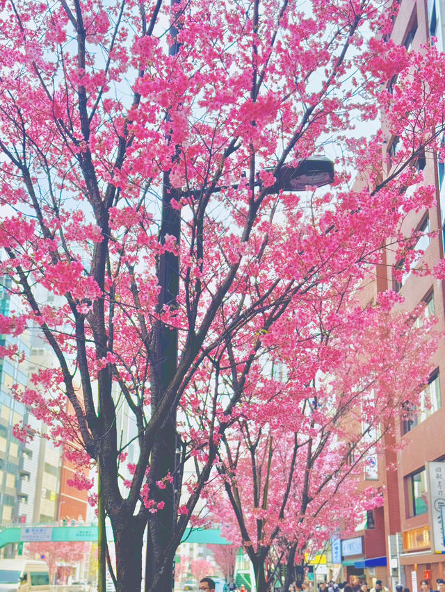 【さくら2025】行かなきゃ損！ピンク色に染った渋谷🌸🌸🌸