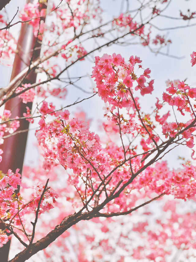 【さくら2025】行かなきゃ損！ピンク色に染った渋谷🌸🌸🌸
