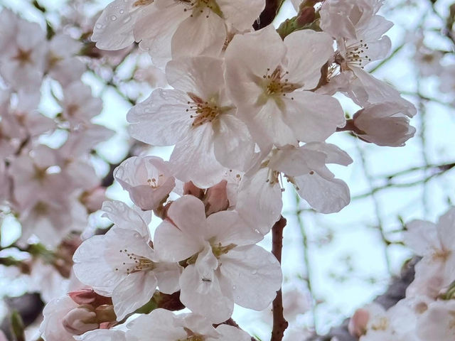福岡駕與丁公園賞櫻美景