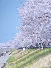 【富山】行かなきゃ損‼️残雪の山×桜×チューリップ✨ここでしか見れない🤩