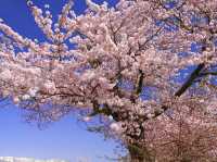 Chasing Sakura at Eboshiyama Senbonzakura