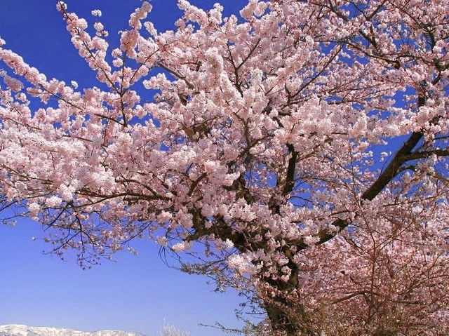 Chasing Sakura at Eboshiyama Senbonzakura