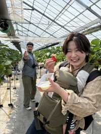 【藤枝】贅沢いちご狩り 甘くてジューシー！