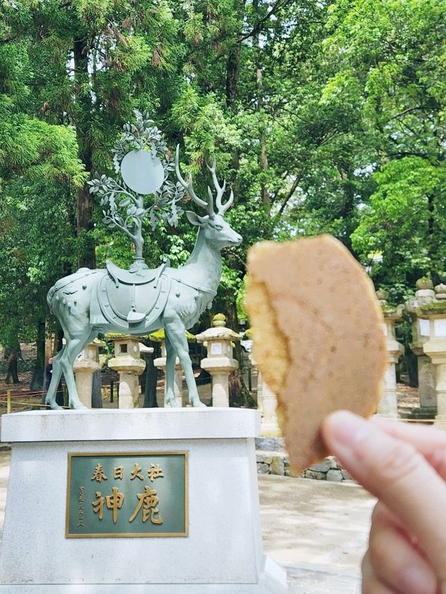 🇯🇵 NARA day trip, and yes, NARA 🦌 bow! 