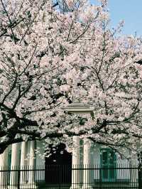 大阪水岸藝術之旅｜舊櫻宮公會堂×櫻之宮公園🌸🏛️