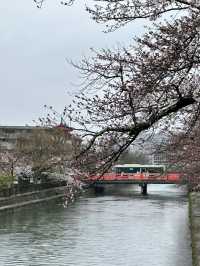 【京都×春旅】大鳥居と十石舟と桜のショットが撮れます