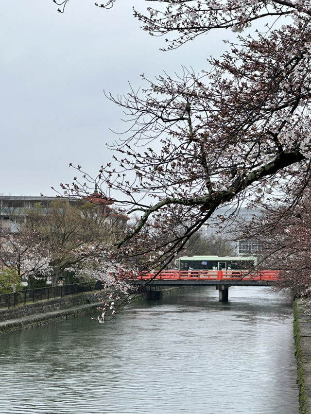 【京都×春旅】大鳥居と十石舟と桜のショットが撮れます