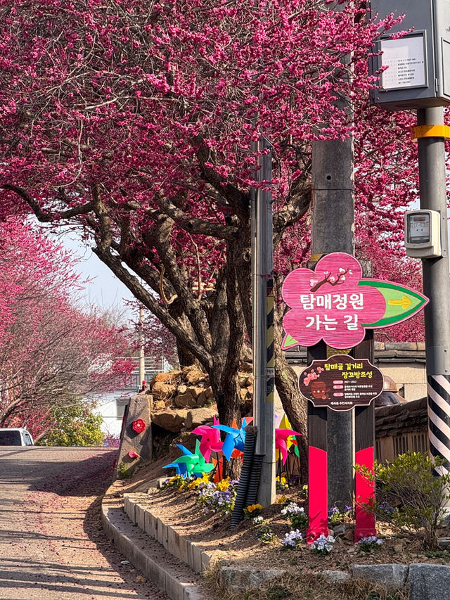 봄에 꼭 가야할 홍매화 명소 추천 ‘탐매마을’