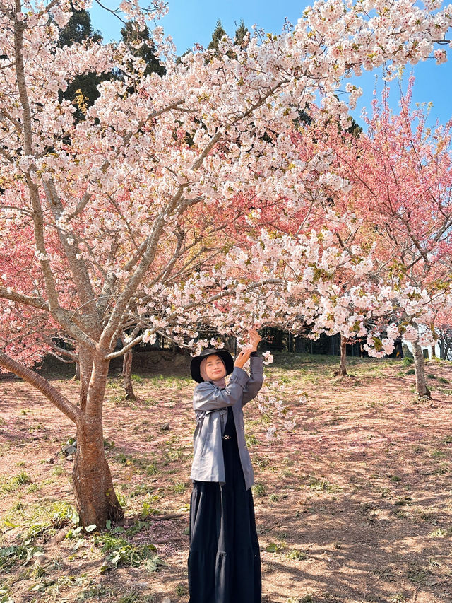 Best place for cherry blossom bloom in Taichung 💐🌸