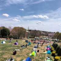 屋嘉兒童公園·賞櫻與遊樂樂趣