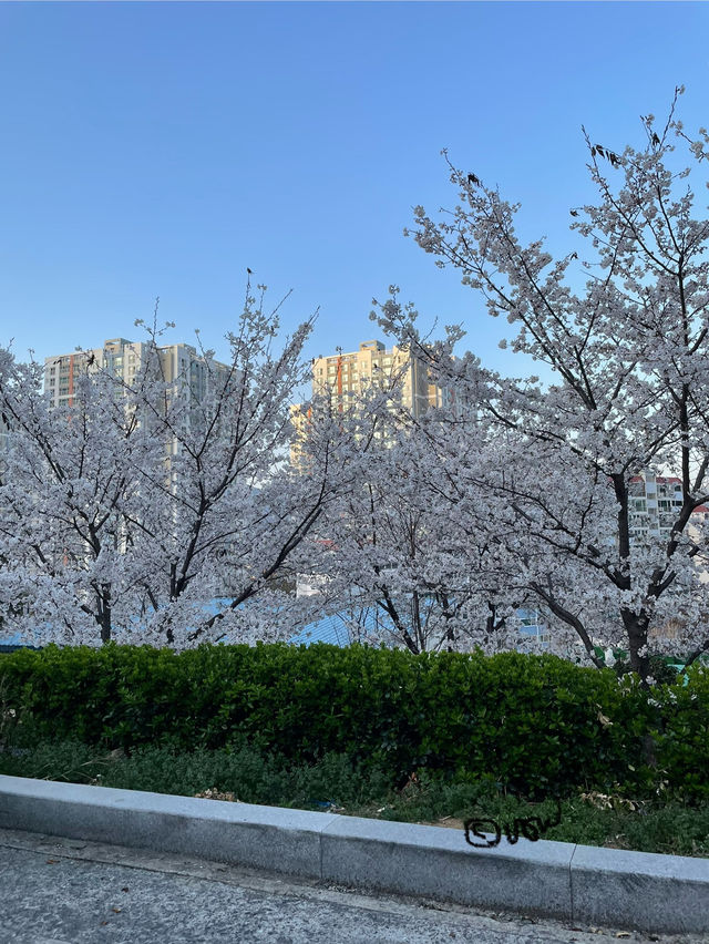 벚꽃을 찾아 떠나는 통영여행