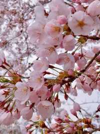 Spring in Otaru: Sumiyoshi Shrine🌸