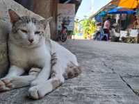 จุ้งบริการ – บ้านแพน อยุธยา