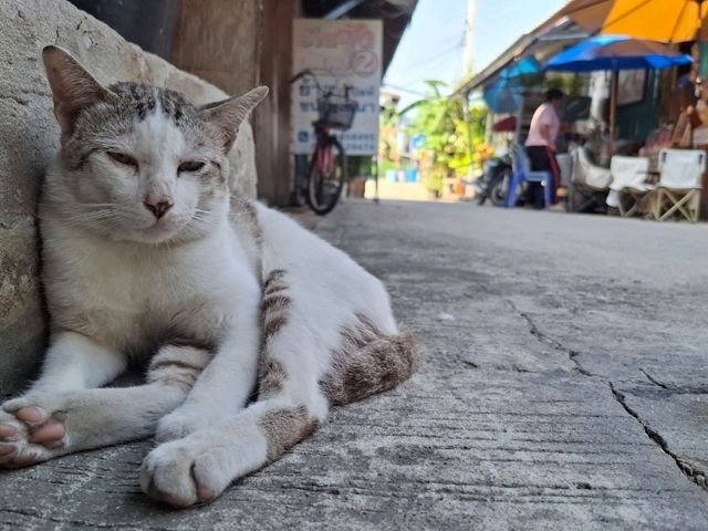 จุ้งบริการ – บ้านแพน อยุธยา