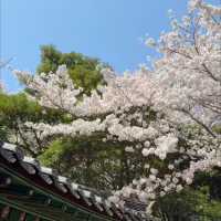지금 가야하는 제주시 벚꽃명소🌸