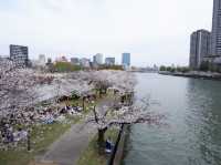 【大阪城｜桜に包まれる春の名所！お城×お花見の最強コンボ🌸🏯】