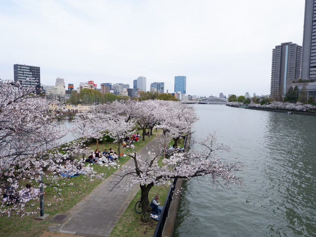 【大阪城｜桜に包まれる春の名所！お城×お花見の最強コンボ🌸🏯】
