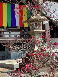 Spring Stroll at Chishakuin Temple