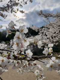 【山口グルメ】和カフェ大貫・山口の桜