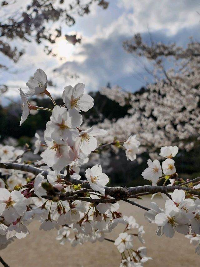 【山口グルメ】和カフェ大貫・山口の桜