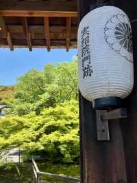 Spring Visit to Jissoin Monzeki: A Peaceful Escape with Blue Maple Leaves